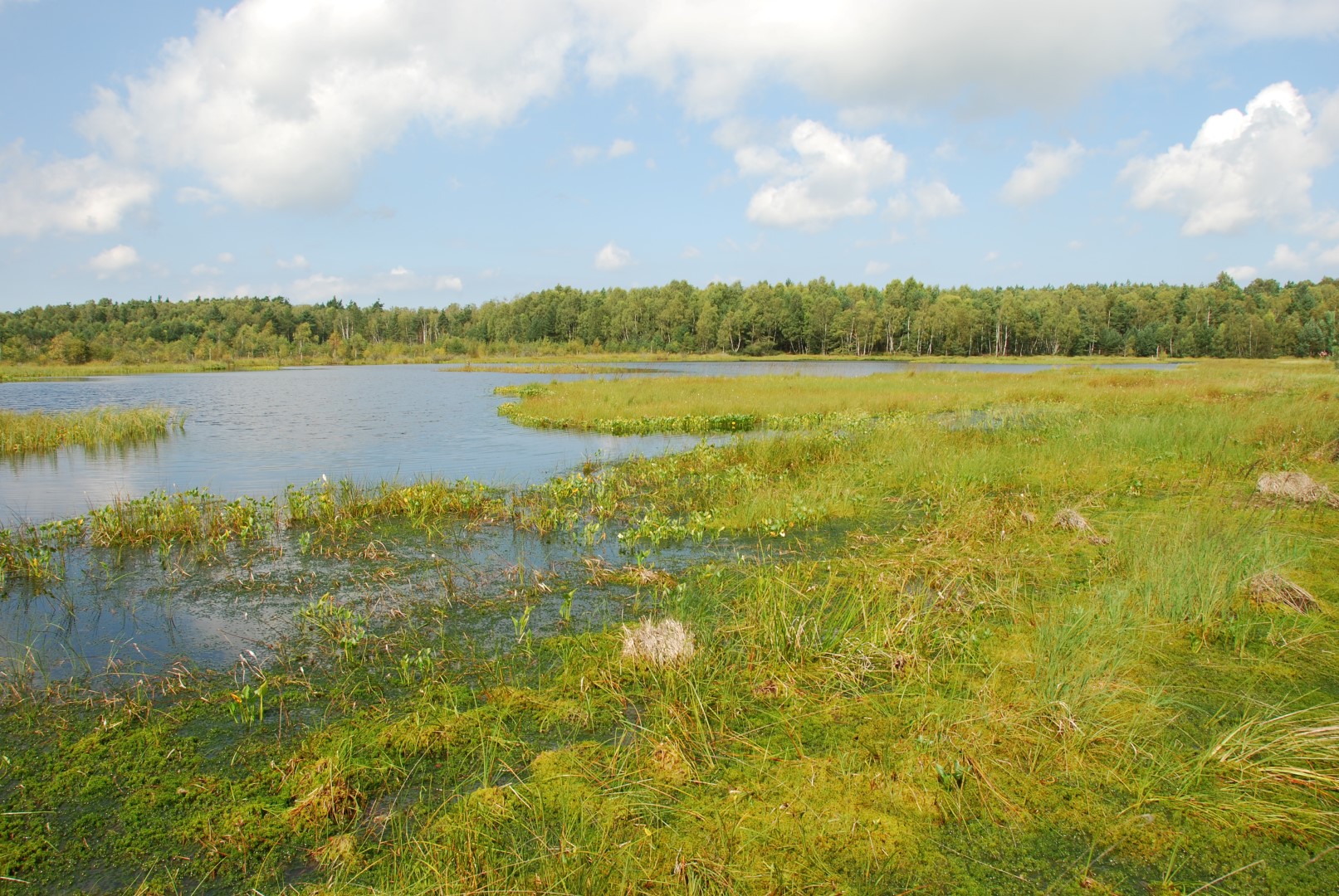 Peatbog Krakulice